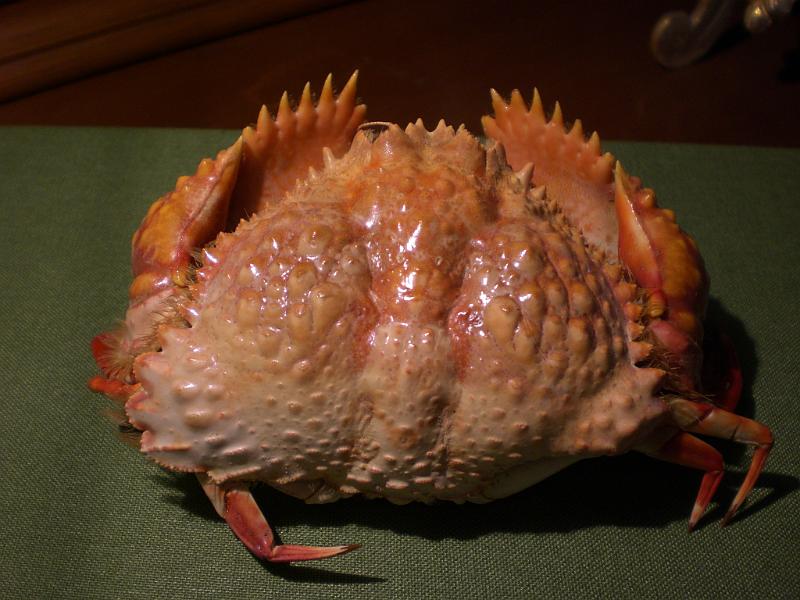 calappa bicornis T.F.C.  dorsal view.jpg